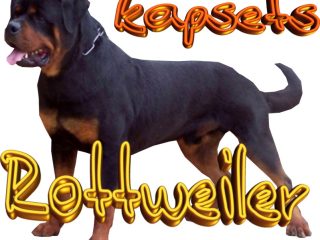 Rottweiler for sale in India