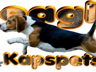 Beagle for sale in India
