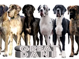 Great Dane Breed for Sale in India