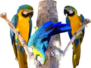 MACAW PARROT