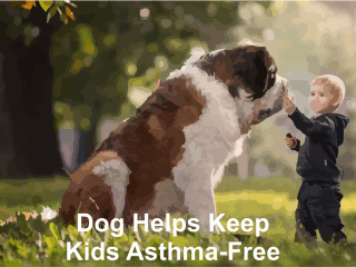 House Dust from Homes with Dogs May Help Protect Against Asthma - Kapspets