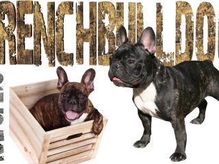 French Bulldog for sale in India