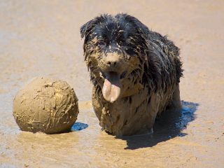 Mud Therapy for Dogs: A Healing and Fun Experience in India